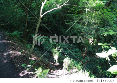 高尾山,6號步道,琵琶瀑布路線 高尾山,6號步道,琵琶瀑布路線 141359902