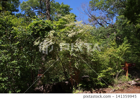 Mount Takao, Trail No. 6, Biwa Falls Course 141359945