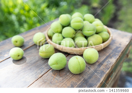 Harvested plum fruit Harvested plum fruit 141359980