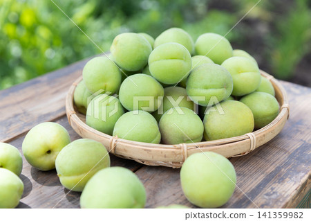 Harvested plum fruit Harvested plum fruit 141359982