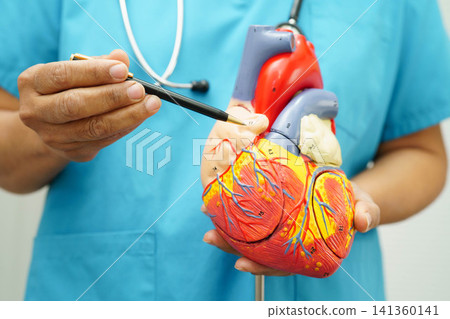 Cardiovascular disease CVD, doctor with heart human model anatomy for treatment patient in hospital. Cardiovascular disease CVD, doctor with heart human model anatomy for treatment patient in hospital. 141360141