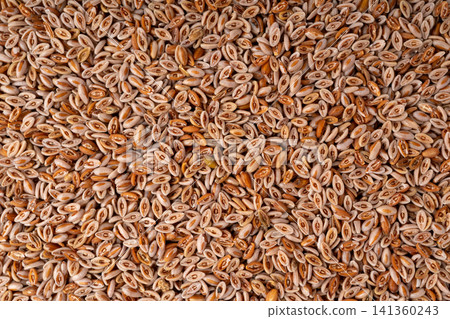 Plantago ovata seeds, Psyllium husk, isabgol dietary fiber or ispaghula Plantago ovata seeds, Psyllium husk, isabgol dietary fiber or ispaghula 141360243