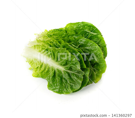 Romaine lettuce salad leaves isolated. Cos green leaves, fresh romain salat, raw romaine cabbage Romaine lettuce salad leaves isolated. Cos green leaves, fresh romain salat, raw romaine cabbage 141360297