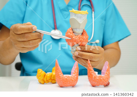 Hyperthyroidism, Overactive Thyroid, Thyroid Lymphoma, Asian doctor with thyroid gland human anatomy model in hospital. Hyperthyroidism, Overactive Thyroid, Thyroid Lymphoma, Asian doctor with thyroid gland human anatomy model in hospital. 141360342
