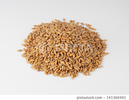 Wheat Grains Isolated, Barley Pile Wheat Grains Isolated, Barley Pile 141360491