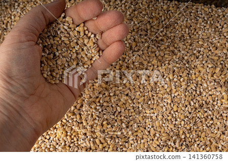 Pearl barley grains textured background Pearl barley grains textured background 141360758