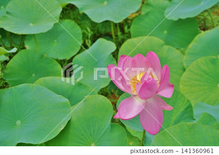Lotus flower Lotus flower 141360961