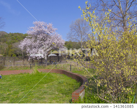 兵庫縣高砂市阿彌田町市一之池公園(高見岩山腳下)的春日景色 兵庫縣高砂市阿彌田町市一之池公園(高見岩山腳下)的春日景色 141361085