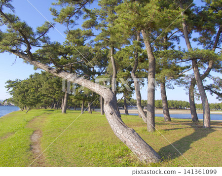 兵庫縣立高砂海濱公園/高砂向島台場(要塞)/日本百佳白沙松灘之一/土木工程遺產地 兵庫縣立高砂海濱公園/高砂向島台場(要塞)/日本百佳白沙松灘之一/土木工程遺產地 141361099
