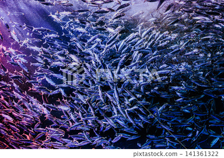 The aquarium's lighting effects create a fantastical scene of schools of sardines bathed in red light. The aquarium's lighting effects create a fantastical scene of schools of sardines bathed in red light. 141361322