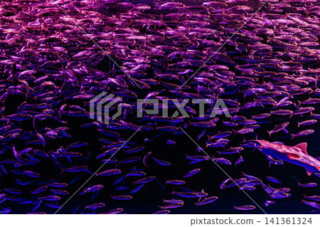 A tornado of sardines simultaneously changes direction amidst a colorful lighting display. 141361324