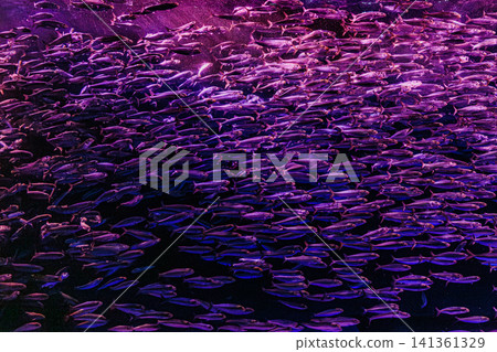 A performance by countless sardines swimming in a tank where the colors change like a kaleidoscope. A performance by countless sardines swimming in a tank where the colors change like a kaleidoscope. 141361329