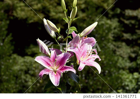 神戶布引香草園:百合花盛開,繁花似錦。 神戶布引香草園:百合花盛開,繁花似錦。 141361771