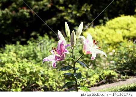 神戶布引香草園:百合花盛開,繁花似錦。 神戶布引香草園:百合花盛開,繁花似錦。 141361772
