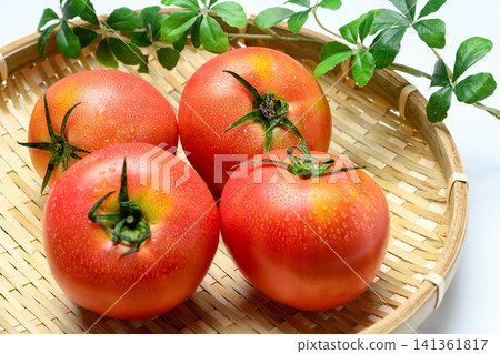Fresh, perfectly ripe tomatoes glistening with water droplets. Fresh, perfectly ripe tomatoes glistening with water droplets. 141361817