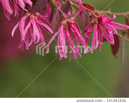 紅花繼木（Loropetalum chinense）花朵的生態照片。 141361826