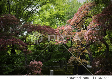 綠色京都:時尚的配色方案,紅色野村楓葉(深紫色楓葉)與綠色楓葉交相輝映。 綠色京都:時尚的配色方案,紅色野村楓葉(深紫色楓葉)與綠色楓葉交相輝映。 141361888
