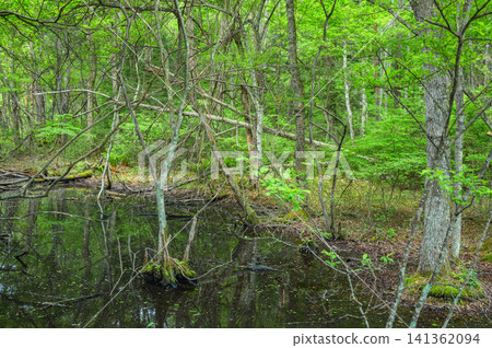 A hidden, submerged forest [Nagano Prefecture] 141362094