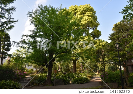 An urban oasis: The beautiful fresh green scenery of the former Yasuda Garden in Sumida Ward. An urban oasis: The beautiful fresh green scenery of the former Yasuda Garden in Sumida Ward. 141362270
