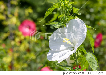 Titan Hibiscus, White, Summer, July, Material Titan Hibiscus, White, Summer, July, Material 141362274