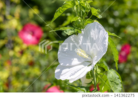 泰坦芙蓉,白色,夏季,七月,材質 泰坦芙蓉,白色,夏季,七月,材質 141362275