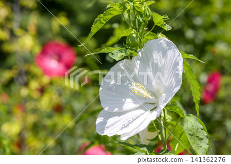 泰坦芙蓉,白色,夏季,七月,材質 泰坦芙蓉,白色,夏季,七月,材質 141362276