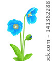 Himalayan Blue Poppies 141362288
