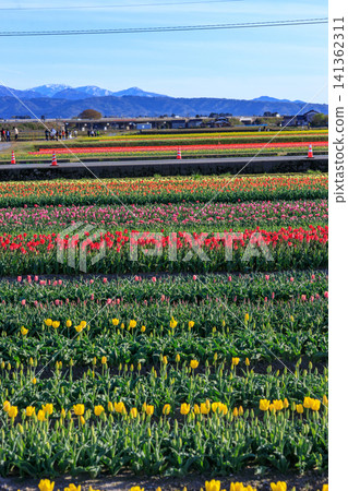 A beautiful spring quartet along the Asahi Funakawa River in Toyama Prefecture A beautiful spring quartet along the Asahi Funakawa River in Toyama Prefecture 141362311