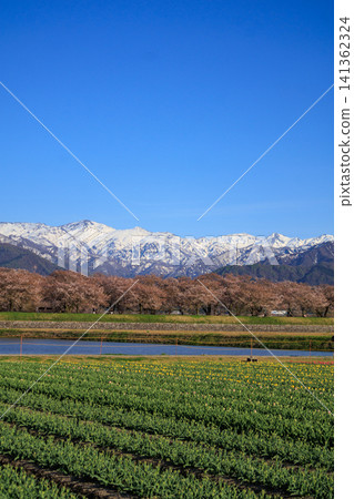 A beautiful spring quartet along the Asahi Funakawa River in Toyama Prefecture A beautiful spring quartet along the Asahi Funakawa River in Toyama Prefecture 141362324