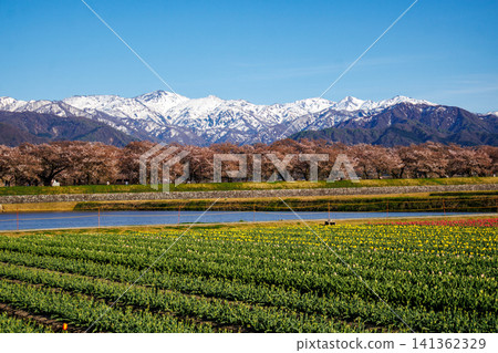 富山縣旭船川沿岸美麗的春季四重奏 富山縣旭船川沿岸美麗的春季四重奏 141362329