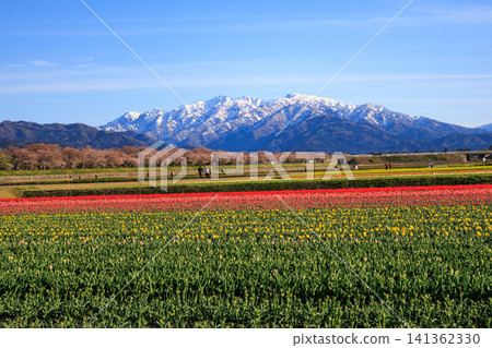 A beautiful spring quartet along the Asahi Funakawa River in Toyama Prefecture A beautiful spring quartet along the Asahi Funakawa River in Toyama Prefecture 141362330