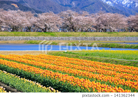 富山縣旭船川沿岸美麗的春季四重奏 富山縣旭船川沿岸美麗的春季四重奏 141362344