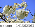 A rare Gyoi-ko cherry blossom tree stands out against the blue sky. 141362363