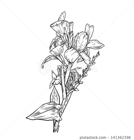 Canna Lily Hand-Drawn Line Art Canna Lily Hand-Drawn Line Art 141362396