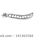 Open Pea Pod Hand-Drawn 141362584
