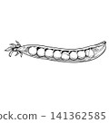 Open Pea Pod Hand-Drawn 141362585