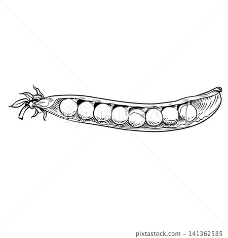 Open Pea Pod Hand-Drawn 141362585