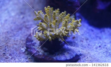 Close Up of Yellow Montipora Coral Underwater Scene Close Up of Yellow Montipora Coral Underwater Scene 141362618
