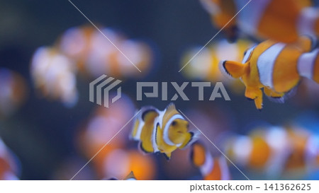 Clownfish in Aquarium Bright Orange and White Fish 141362625