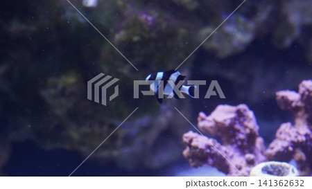 Black and White Damselfish Swimming in Aquarium Black and White Damselfish Swimming in Aquarium 141362632