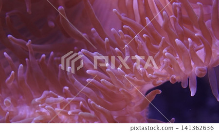 Close Up of Anemone Underwater Nature Photography Close Up of Anemone Underwater Nature Photography 141362636