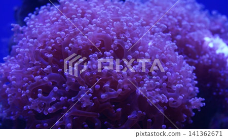 Close Up of a Purple Hammer Coral Underwater Close Up of a Purple Hammer Coral Underwater 141362671