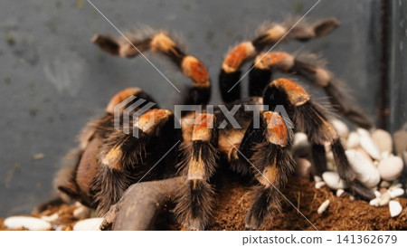 Mexican Red Knee Tarantula A Beautiful Spider Mexican Red Knee Tarantula A Beautiful Spider 141362679