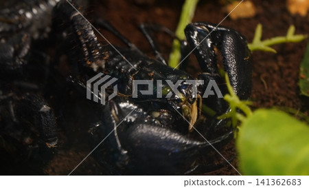 Close Up of an Emperor Scorpion Heterometrus swammerdami Close Up of an Emperor Scorpion Heterometrus swammerdami 141362683