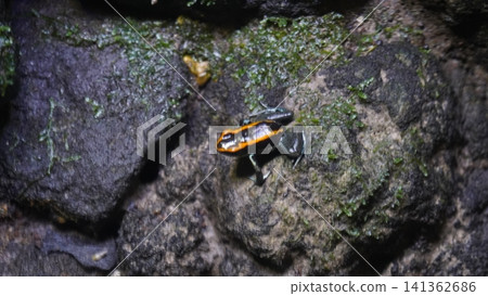 Colorful poison dart frog on mossy rock in natural habitat Colorful poison dart frog on mossy rock in natural habitat 141362686
