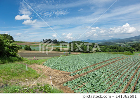 Cabbage fields in Tsumagoi Village, Gunma Prefecture Cabbage fields in Tsumagoi Village, Gunma Prefecture 141362691