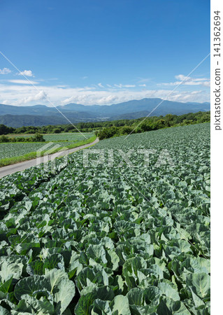 Cabbage fields in Tsumagoi Village, Gunma Prefecture 141362694