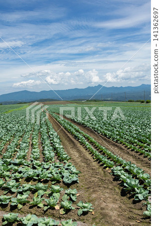 Cabbage fields in Tsumagoi Village, Gunma Prefecture Cabbage fields in Tsumagoi Village, Gunma Prefecture 141362697