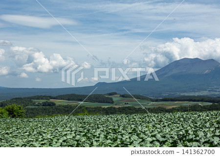 Cabbage fields in Tsumagoi Village, Gunma Prefecture Cabbage fields in Tsumagoi Village, Gunma Prefecture 141362700