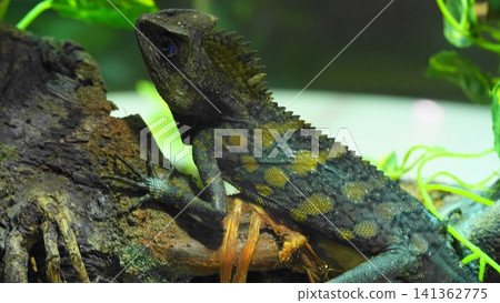 Forest Dragon Lizard Close Up Nature Photography Forest Dragon Lizard Close Up Nature Photography 141362775